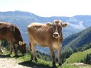 Vache de race tarine. 1,30m au garrot. C'est une vache élevée pour la qualité de son lait. Elle est particulièrement adaptée à la montagne tant pour ses terrains accidentés, que pour la rudesse du climat. Adulte elle porte des cornes caractéristiques. [27769 views]