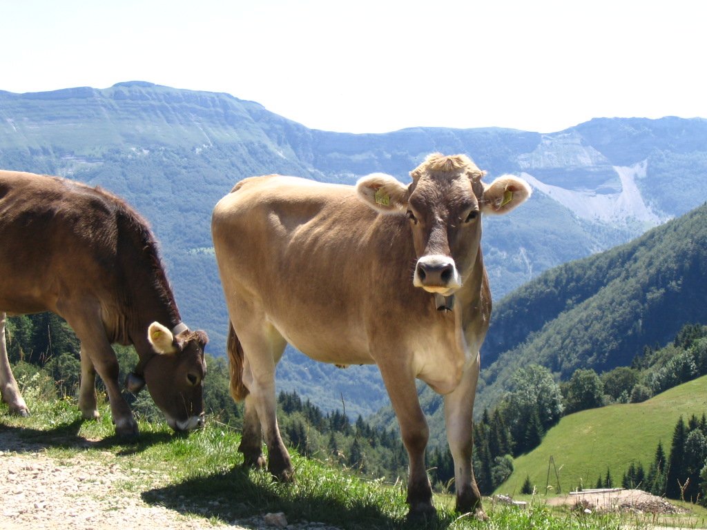 Vache de race tarine. 1,30m au garrot. C'est une vache élevée pour la qualité de son lait. Elle est particulièrement adaptée à la montagne tant pour ses terrains accidentés, que pour la rudesse du climat. Adulte elle porte des cornes caractéristiques.