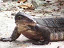 Varan de Komodo (<em>Varanus komodensis</em>) : également appelé "dragon de  Komodo", ce reptile, carnivore, est le plus grand lézard du monde. Il en  existe environ 4000 spécimens, répartis sur quelques îles indonésiennes (Flores, Komodo...). Cet individu (en liberté) mesure plus de 2 mètres. [15621 views]