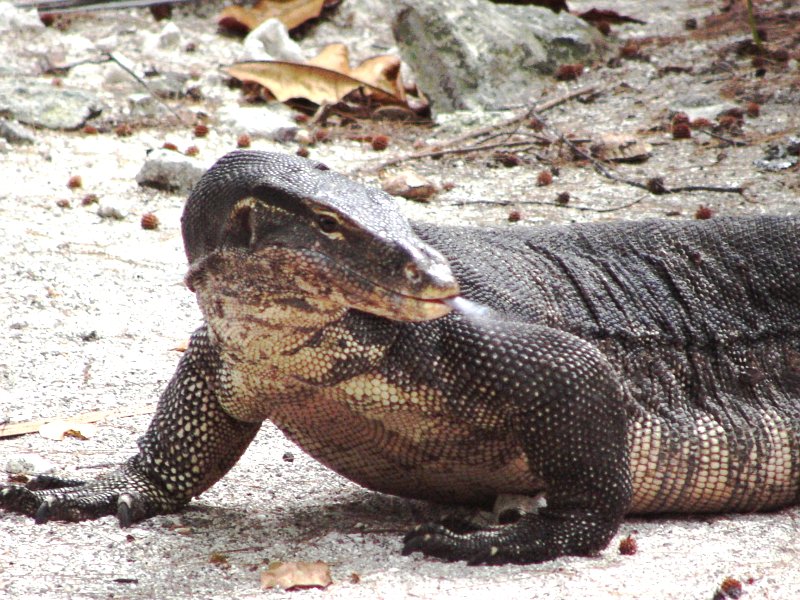 Varan de Komodo (<em>Varanus komodensis</em>) : également appelé "dragon de  Komodo", ce reptile, carnivore, est le plus grand lézard du monde. Il en  existe environ 4000 spécimens, répartis sur quelques îles indonésiennes (Flores, Komodo...). Cet individu (en liberté) mesure plus de 2 mètres.