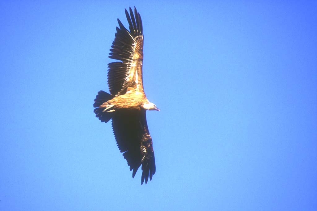 Vautour fauve (<em>Gyps fulvus</em>) :  vautour en vol près de sa falaise de nidification. Très grand rapace charognard (1 m - envergure de plus de 2 m) avec un très long cou à petites plumes (très pratique pour aller   chercher à manger dans les cadavres). Individu faisant partie d'un programme de réintroduction dans les Cévennes. Niche en falaise.