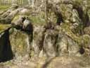 Le granite du parc de Lacroix Laval dans l'ouest lyonnais. On peut noter ici l'action de la végétation sur la désagrégation de la roche (racines des arbres entre les diaclases, mousses et lichens en surface) [11615 views]