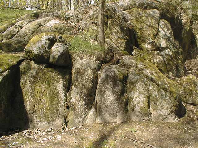 Le granite du parc de Lacroix Laval dans l'ouest lyonnais. On peut noter ici l'action de la végétation sur la désagrégation de la roche (racines des arbres entre les diaclases, mousses et lichens en surface)