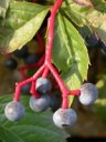 Fruits de vigne vierge (<em>Parthenocissus quinquefolia</em>). [13306 views]