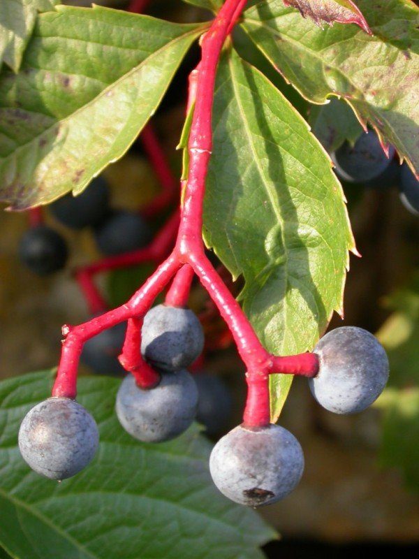 Fruits de vigne vierge (<em>Parthenocissus quinquefolia</em>).