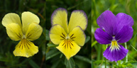 Un exemple de variabilité phénotypique chez les végétaux : variabilité de la couleur de la corolle de <em>Viola tricolor</em>, en relation avec la synthèse des pigments anthocyaniques. [26650 views]