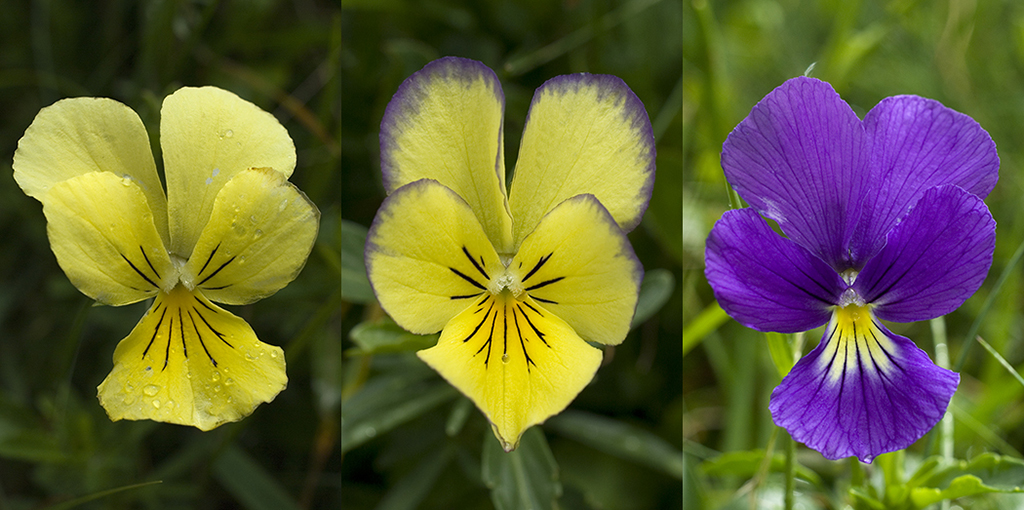 Un exemple de variabilité phénotypique chez les végétaux : variabilité de la couleur de la corolle de <em>Viola tricolor</em>, en relation avec la synthèse des pigments anthocyaniques.