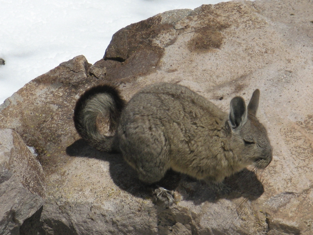 <i>Viscacha, Lagidium peruanum</i>, rongeur de la famille des chinchillidés pouvant vivre vers 5000 m d'altitude.