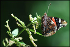 Le vulcain, nommé parfois amiral ou atalante (<em>Vanessa atalanta</em>) est un papillon (lépidoptère) appartenant à la famille des nymphalidés (Nymphalidae), à la sous famille des Nymphalinae et au genre vanesse (<em>Vanessa</em>). [7360 views]