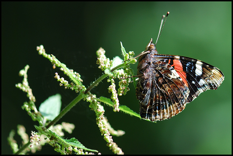 Le vulcain, nommé parfois amiral ou atalante (<em>Vanessa atalanta</em>) est un papillon (lépidoptère) appartenant à la famille des nymphalidés (Nymphalidae), à la sous famille des Nymphalinae et au genre vanesse (<em>Vanessa</em>).