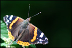 Le vulcain, nommé parfois amiral ou atalante (<em>Vanessa atalanta</em>) est un papillon (lépidoptère) appartenant à la famille des nymphalidés (Nymphalidae), à la sous famille des Nymphalinae et au genre vanesse (<em>Vanessa</em>). [7609 views]