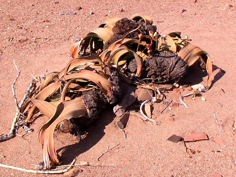 <i>Welwitschia mirabilis</i> est classée dans les Gnétophytes qui sont de végétaux considérés comme intermédiaires entre Gymnospermes et Angiospermes. On ne la trouve que quand le désert de Namibie. Elle possède une courte souche de laquelle partent deux feuilles rubanées qui poussent par la base et se désagrègent à l'extrémité deux ou trois mètres plus loin. La plante est dioïque et porte des cônes de fleurs soit mâles, soit femelles. Les fleurs femelles présentent une aile qui persistera avec la graine. <br />
Voir aussi : vue d'ensemble - <a href='https://phototheque.enseigne.ac-lyon.fr/photossql/photos.php?RollID=images&FrameID=welwitschia2'>vue rapprochée</a> - <a href='https://phototheque.enseigne.ac-lyon.fr/photossql/photos.php?RollID=images&FrameID=welwitschia3'>fleurs femelles</a>.
