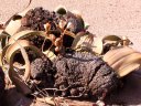 <i>Welwitschia mirabilis</i> est classée dans les Gnétophytes qui sont de végétaux considérés comme intermédiaires entre Gymnospermes et Angiospermes. On ne la trouve que quand le désert de Namibie. Elle possède une courte souche de laquelle partent deux feuilles rubanées qui poussent par la base et se désagrègent à l'extrémité deux ou trois mètres plus loin. La plante est dioïque et porte des cônes de fleurs soit mâles, soit femelles. Les fleurs femelles présentent une aile qui persistera avec la graine. <br />
Voir aussi : <a href='https://phototheque.enseigne.ac-lyon.fr/photossql/photos.php?RollID=images&FrameID=welwitschia1'>vue d'ensemble</a> - vue rapprochée - <a href='https://phototheque.enseigne.ac-lyon.fr/photossql/photos.php?RollID=images&FrameID=welwitschia3'>fleurs femelles</a>.
 [29360 views]