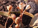 <i>Welwitschia mirabilis</i> est classée dans les Gnétophytes qui sont de végétaux considérés comme intermédiaires entre Gymnospermes et Angiospermes. On ne la trouve que quand le désert de Namibie. Elle possède une courte souche de laquelle partent deux feuilles rubanées qui poussent par la base et se désagrègent à l'extrémité deux ou trois mètres plus loin. La plante est dioïque et porte des cônes de fleurs soit mâles, soit femelles. Les fleurs femelles présentent une aile qui persistera avec la graine. <br />
Voir aussi : <a href='https://phototheque.enseigne.ac-lyon.fr/photossql/photos.php?RollID=images&FrameID=welwitschia1'>vue d'ensemble</a> - <a href='https://phototheque.enseigne.ac-lyon.fr/photossql/photos.php?RollID=images&FrameID=welwitschia2'>vue rapprochée</a> - fleurs femelles.
 [29809 views]