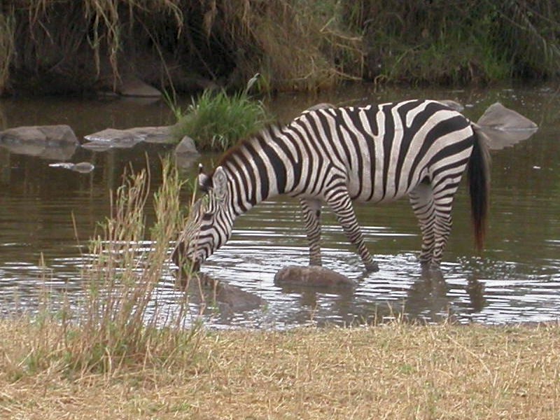 Le Zèbre (Mammifères, Périssodactyles, Equidés, <i>Equus hippotigris</i>) a une robe noire rayée de blanc. Ils vivent le plus souvent en groupe constitué d'un mâle et de plusieurs femelles.