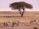 Zèbres de Burchell (Mammifères, Périssodactyles, Equidés, <i>Equus burchelli</i>) devant un acacia parasol (<i>Acacia tortilis</i>). Au fond, on voit un "pan", cuvette argileuse asséchée. [28450 views]