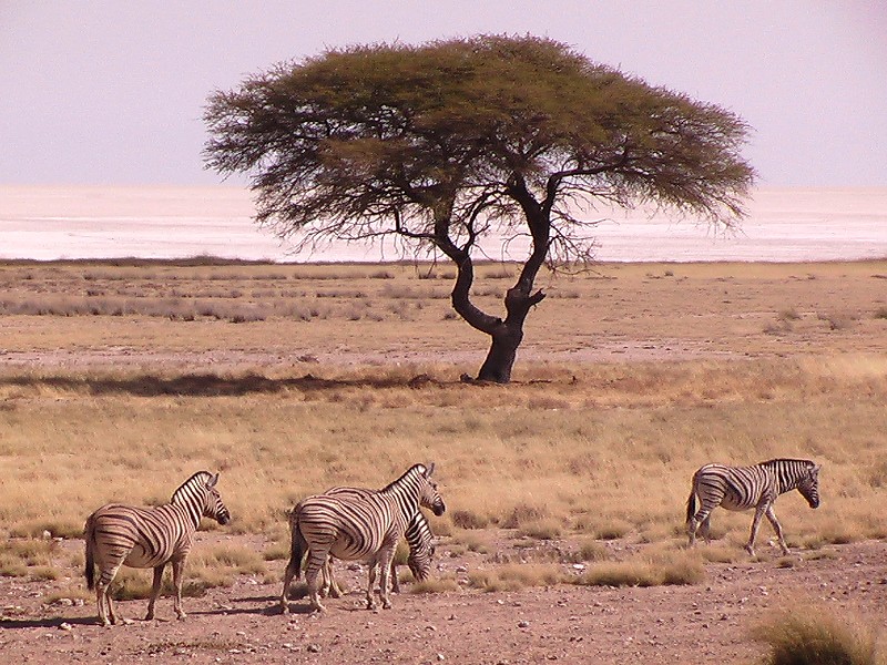 Zèbres de Burchell (Mammifères, Périssodactyles, Equidés, <i>Equus burchelli</i>) devant un acacia parasol (<i>Acacia tortilis</i>). Au fond, on voit un "pan", cuvette argileuse asséchée.